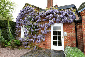 Even the hotel building is overtaken by foliage