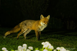 The fox surveying the scene. Picture: Steve Dawes.