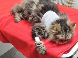 Supporting image for story: Officials warn pet owners about toxic chemicals found in fake medicines