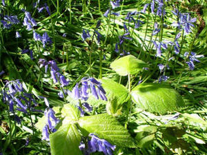 Supporting image for story: Five Shropshire towns celebrate Heart of England in Bloom success