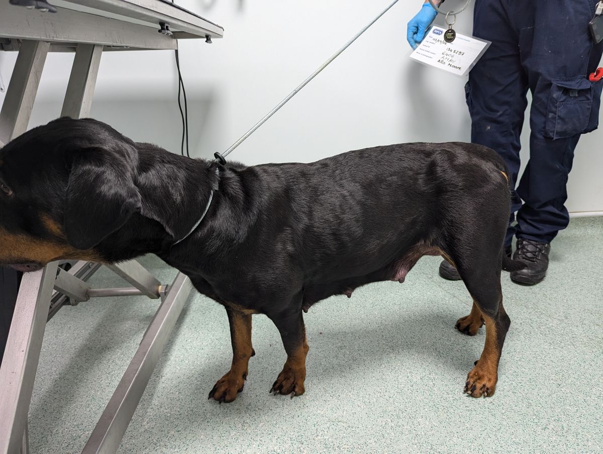 Wolverhampton man given ten year ban from keeping animals after dogs and puppies found neglected