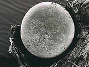 Supporting image for story: Breakthrough on potato parasite