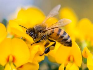Supporting image for story: How honeybees could help us create better smartphone cameras