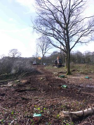 Pictures of the tree thinning that took place last week at the Brown Moss site, Whitchurch