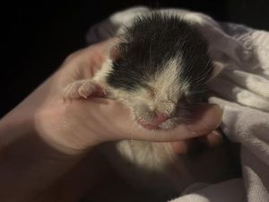 Supporting image for story: Five-day-old kitten rescued by Walsall and Wednesbury crews after 13-foot tumble
