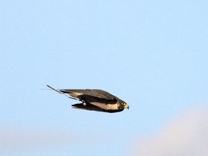 Supporting image for story: Peregrine falcons attack prey ‘like guided missiles’, say scientists