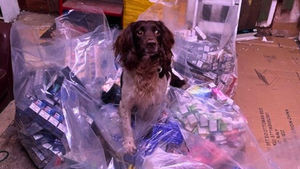 Sniffer dog, Griff, even managed to uncover a 'hidden room', that included a sofa and laptop