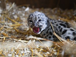 Supporting image for story: Sanctuary announces birth of snow leopard cub
