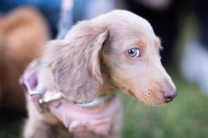 Wolverhampton has been ranked eighth for the most fines issued for dog fouling in England