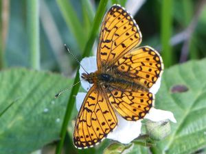 Supporting image for story: Public asked to help save rare butterflies in events at county beauty spots