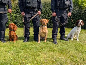 Supporting image for story: West Mercia Police welcomes newest four-legged recruits