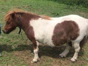 Supporting image for story: Family appeal as Shetland Pony disappears from grazing land