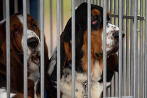 A pair of basset hounds arrive at the Birmingham National Exhibition Centre (NEC) for the third day of the Crufts Dog Show. PA Photo. Issue date: Saturday March 7, 2020. See PA story ANIMALS Crufts. Photo credit should read: Jacob King/PA Wire.