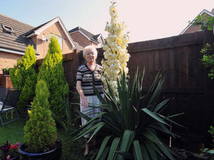 Supporting image for story: Mystery of giant Telford flower solved as gardeners share their knowledge