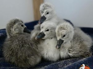 Eggs recovered have since hatched at Cuan Wildlife Centre. Picture: Cuan Wildlife Centre
