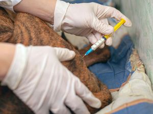 Supporting image for story: New schemes to ease flow of veterinary medicines into Northern Ireland