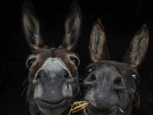 Supporting image for story: Delightful donkeys picture is winner for Megan, 15