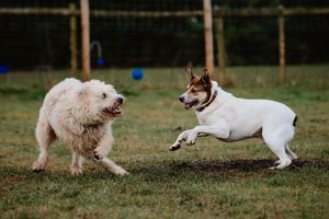 Teddy and Labus have forged a strong bond over the years and need to be adopted together
