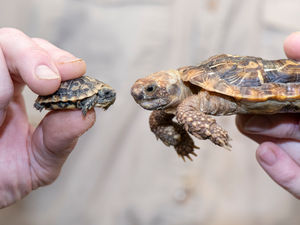 Supporting image for story: GALLERY: Baby love as zoos celebrate new arrivals