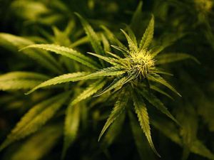 Supporting image for story: Mother who grew cannabis given six months to repay money