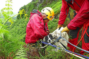 Supporting image for story: Missing sheepdog rescued after long night on narrow Cader Idris ledge