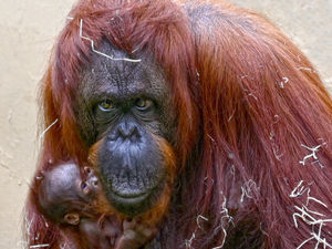 Supporting image for story: Dudley Zoo staff welcome birth of endangered Bornean orangutan