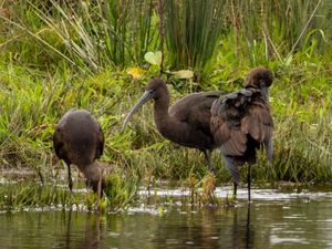 Supporting image for story: Rare glossy ibis visitor spotted in part of Scotland for first time