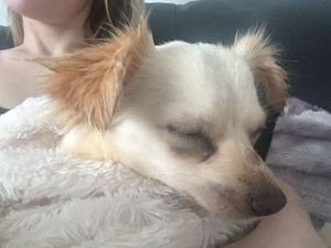 Supporting image for story: Appeal as rescued chihuahua needs £4,000 care