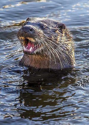 The stunning image of an otter in the River Severn captured by Andrew Fusek Peters