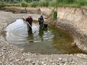 Supporting image for story: More fish rescued from Shropshire rivers after the hottest June on record