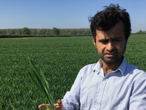 Supporting image for story: Increased area predicted for low-risk winter wheat with inherently high protein