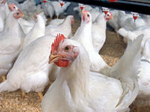 Supporting image for story: River review could lead to ban on new poultry farms