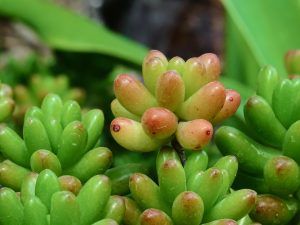Plants such as wildflowers and sedum will absorb rainwater and help alleviate flooding