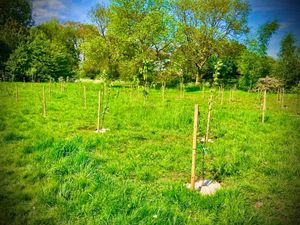 Supporting image for story: Tamworth park project sees 360 new trees planted 