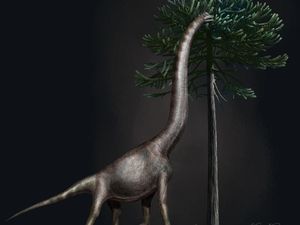 Supporting image for story: ‘Bigfoot’ dinosaur fossil came from giant sauropod