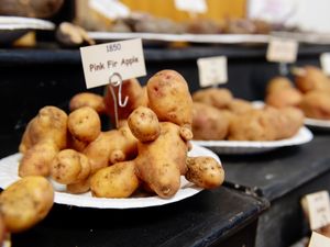 Supporting image for story: Potato spud-tactular to boil up a storm near Shrewsbury