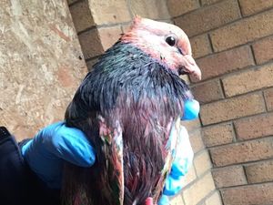 Supporting image for story: Seven birds found covered in paint in Lichfield