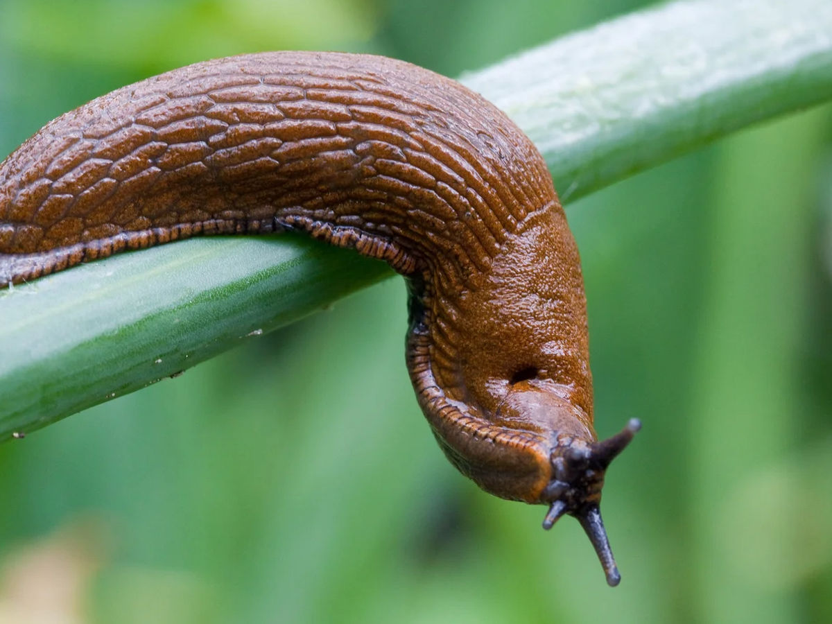 Expert reveals how to protect your garden from a slug invasion this spring