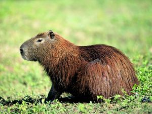 Supporting image for story: Zoo pleads with public for help finding escaped capybara