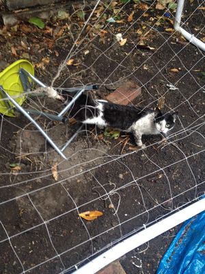The RSPCA said that household pets can also become trapped in the netting, causing serious harm
