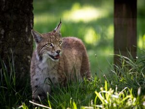 Supporting image for story: Lynx rescued from Highlands given names at their new home