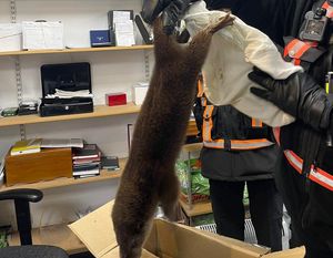 Supporting image for story: Video: Otter caught in Shrewsbury High Street left two shoppers needing tetanus shots
