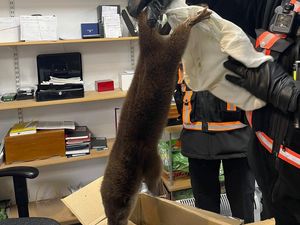Supporting image for story: Video: Otter caught in Shrewsbury High Street left two shoppers needing tetanus shots