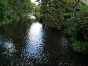 River Wandle flowing between trees