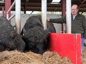 Supporting image for story: New president for Aberdeen Angus Cattle Society 