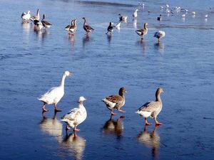 Supporting image for story: Watch: N-ice weather for a walk on the water at Ellesmere