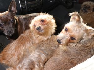 Supporting image for story: Three arrests after dozens of suspected stolen dogs seized by Dyfed-Powys officers
