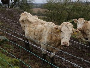 Supporting image for story: Investigation over 'skeletal' cows at farm near Bridgnorth