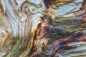 5. Chris Lewis - Decayed Oak Tree