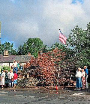 The tree fell in 1995, but lives on today